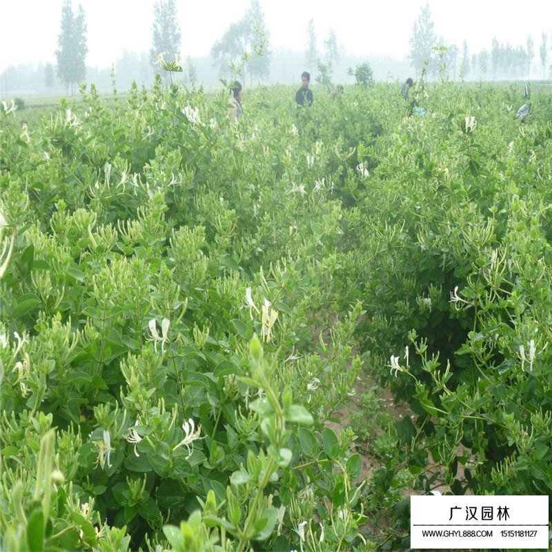 金銀花最新行情與機遇，價格變動中的自信與成就感之源