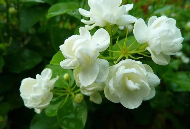 花香滿園最新章節(jié)獲取攻略，輕松閱讀新書章節(jié)的步驟