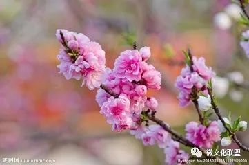 科技巔峰之作桃花開啟未來生活新紀(jì)元，最新章節(jié)預(yù)覽