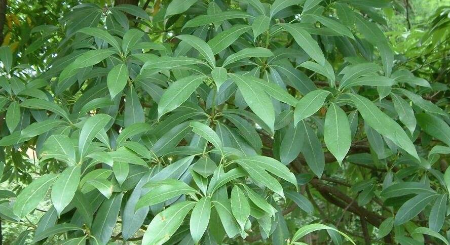 南山楠最新，自然美景的輕松探索之旅