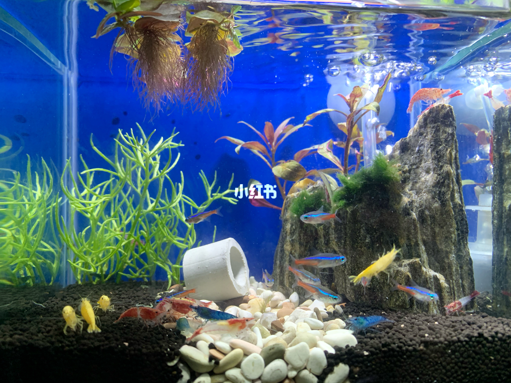 最新魚缸圖片，水族美學(xué)的時代變遷欣賞