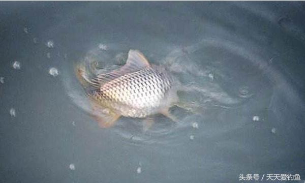 最新逗釣步驟指南，從入門到精通的釣魚(yú)技巧分享