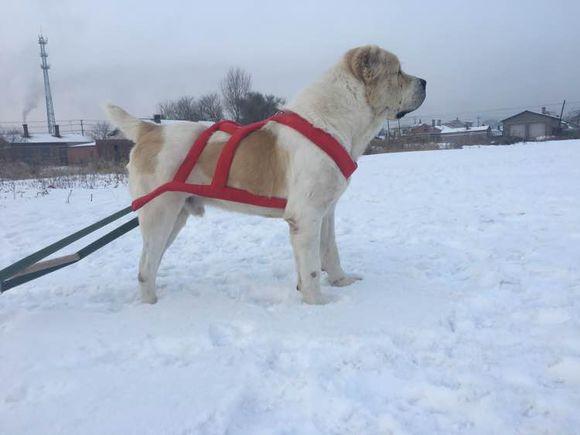 中亞犬，小巷深處的神秘秘境探索