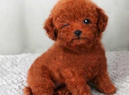最新小鹿犬，趣事不斷，傳遞溫馨友誼與愛的小使者