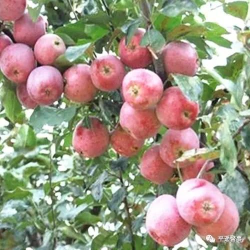 西太后愛心包最新系列，時尚與慈善的完美結(jié)合，展現(xiàn)獨特魅力風(fēng)采