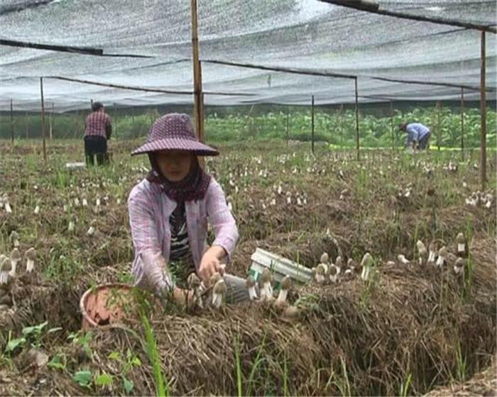 食用菌最新讀音及其背景、發(fā)展與地位概述